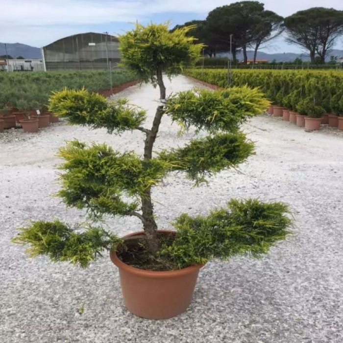 Juniperus media Pfitzeriana - bonsai - Ienupăr tuns tip bonsai [3]