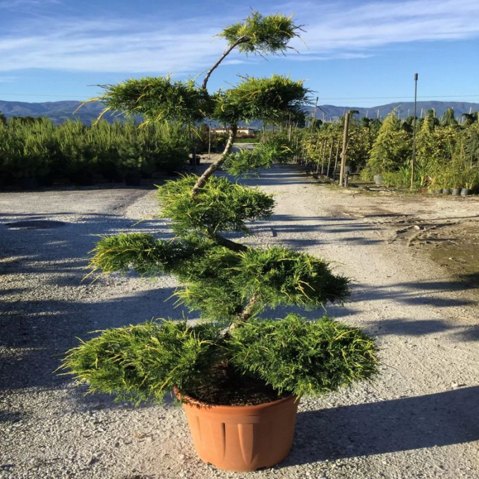 Juniperus media Pfitzeriana - bonsai - Ienupăr tuns tip bonsai [2]