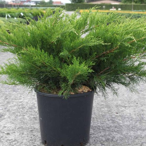 Juniperus media  x Pfitzeriana 'Aurea' – Ienupăr Auriu [3]
