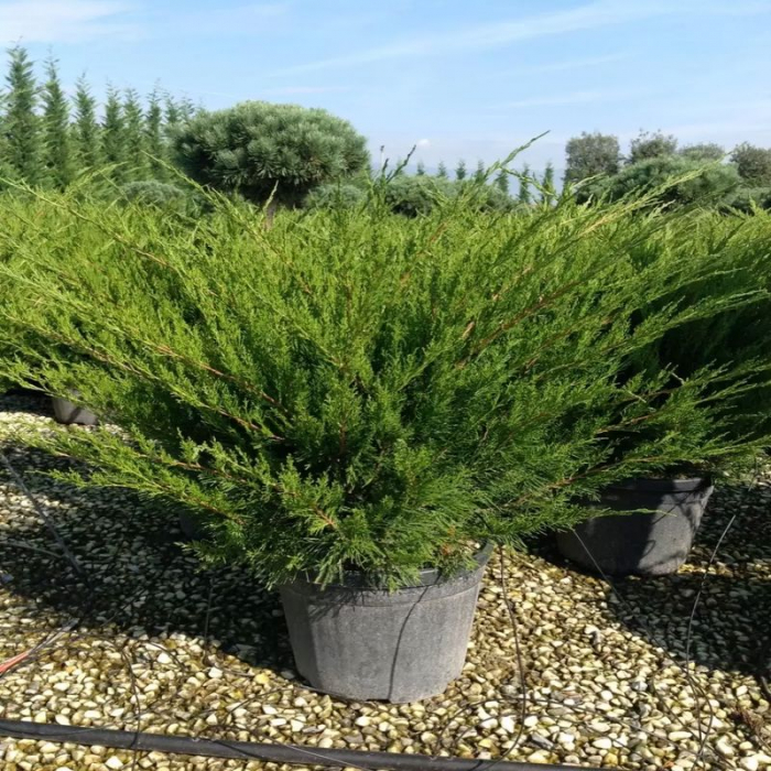 Juniperus  media Mint Julep – Ienupăr târâtor verde [3]