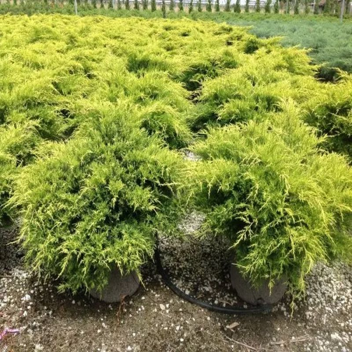 Juniperus media Old Gold – Ienupăr galben [3]