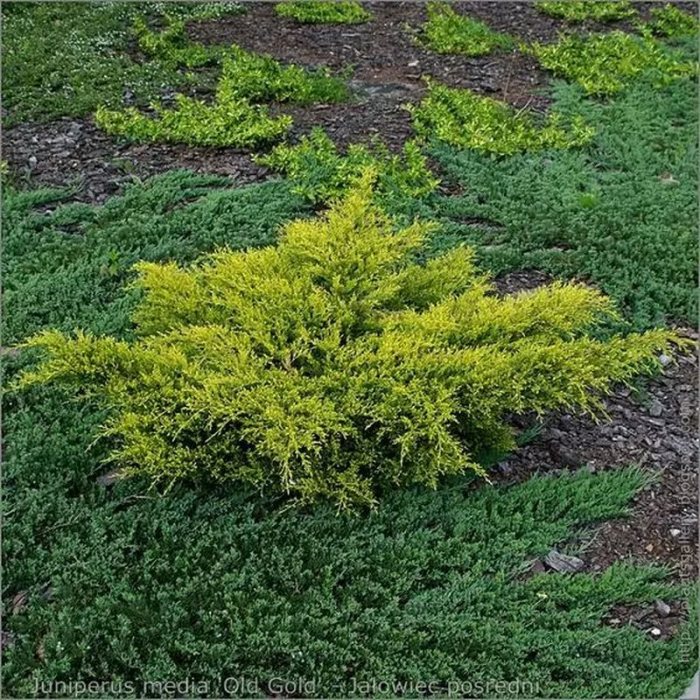Juniperus media Old Gold – Ienupăr galben [2]
