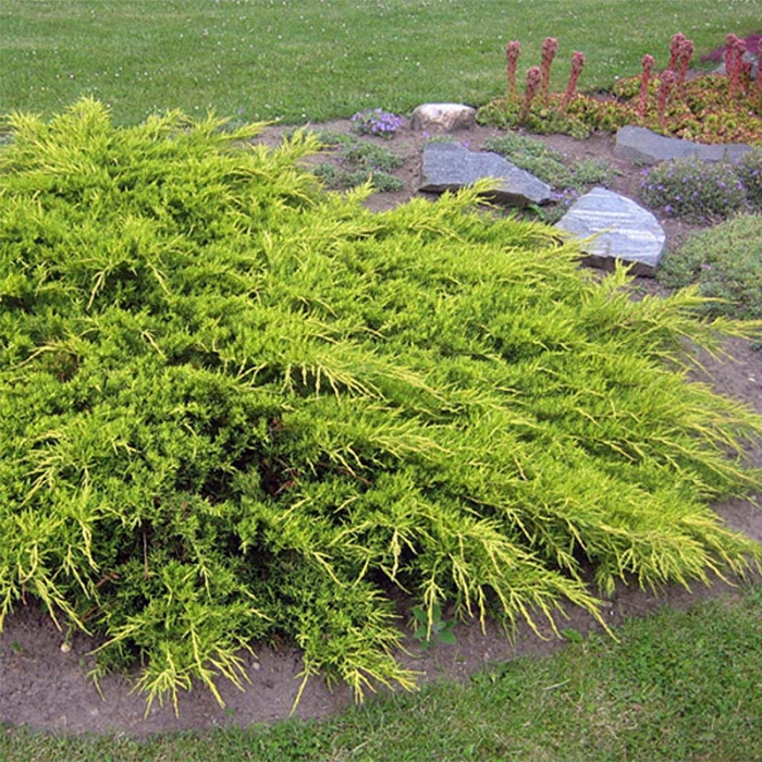 Juniperus x media 'Pfitzeriana Aurea' Mini alberetto – Ienupăr auriu  - altoit pe trunchi [2]