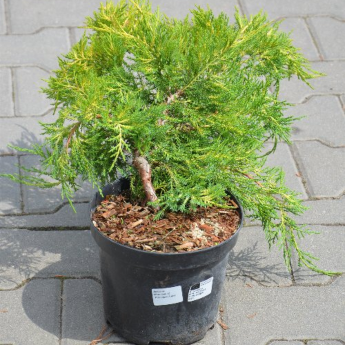 Juniperus x media 'Pfitzeriana Aurea' Mini alberetto – Ienupăr auriu  - altoit pe trunchi [3]