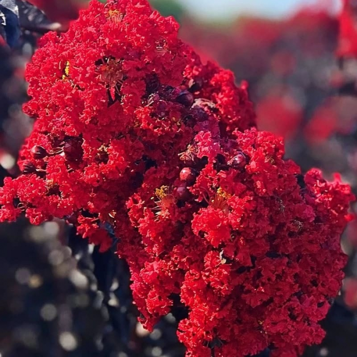 Lagerstroemia indica ‘Black Diamond Best Red’ - Liliac indian de vară [1]