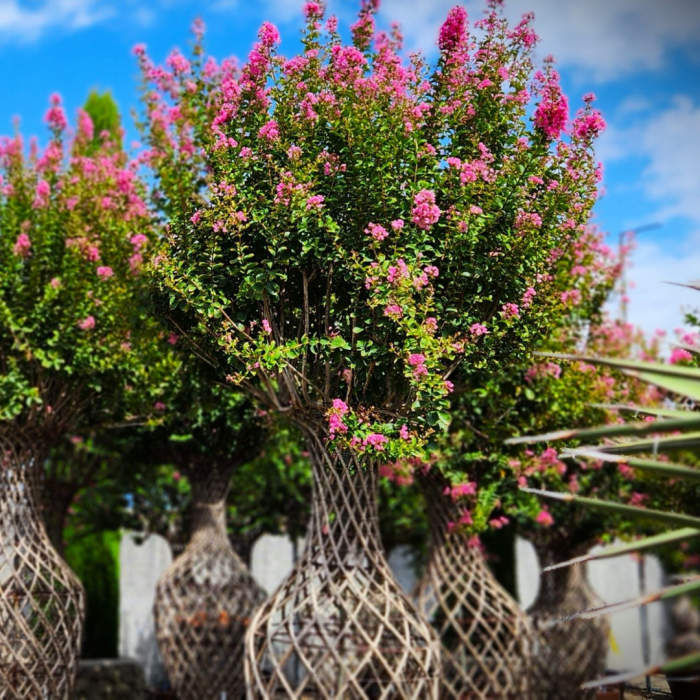 Lagerstroemia indica ‘Black Diamond Best Red’ - Liliac indian de vară [3]