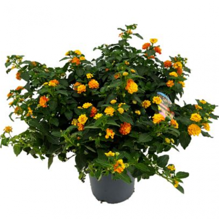 Lantana camara - Floarea cameleon [3]