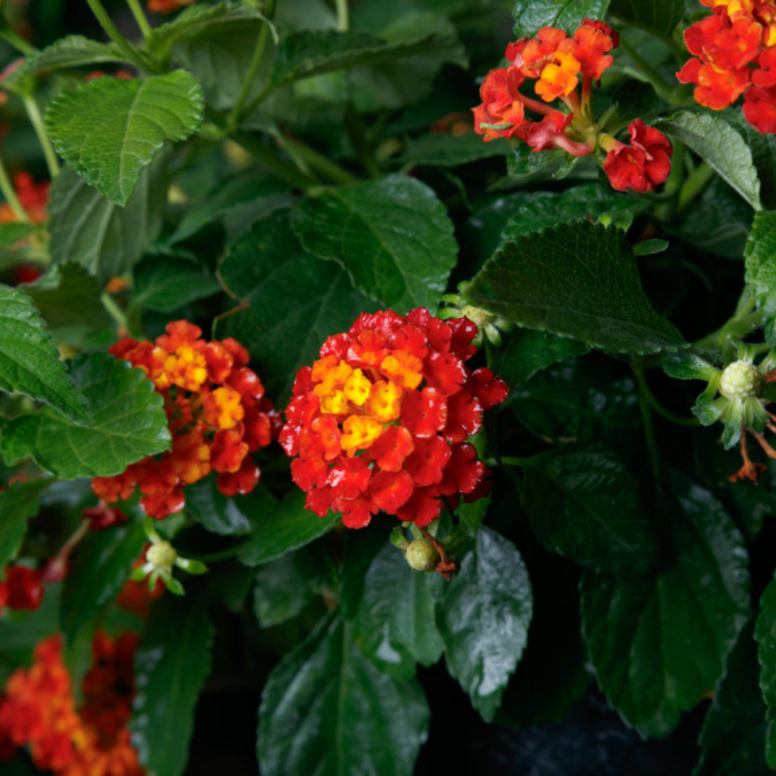 Lantana camara - Floarea cameleon [2]