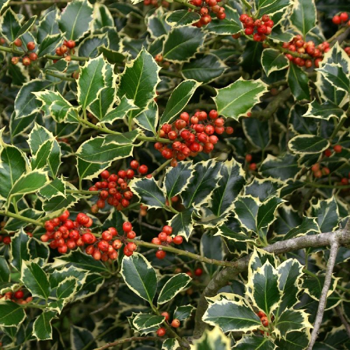 Ilex aquifolium 'Variegatum' - Laur variegat [1]