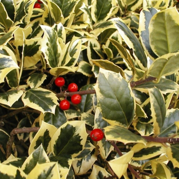Ilex aquifolium 'Variegatum' - Laur variegat [2]