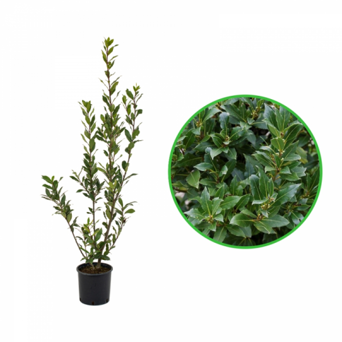 Laurus nobilis - Dafin comestibil [2]