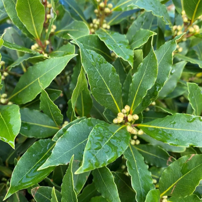 Laurus nobilis - Dafin comestibil [1]