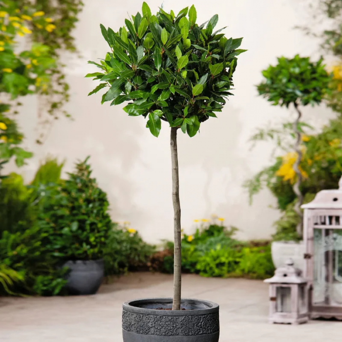 Laurus nobilis -  mezzo fusto - Dafin comestibil - altoit pe trunchi [2]