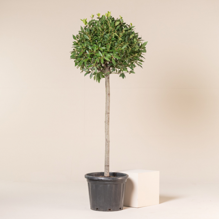 Laurus nobilis -  mezzo fusto - Dafin comestibil - altoit pe trunchi [3]