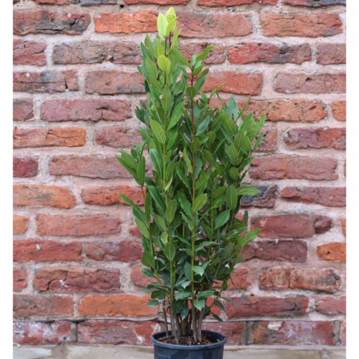 Laurus nobilis - Dafin comestibil [3]