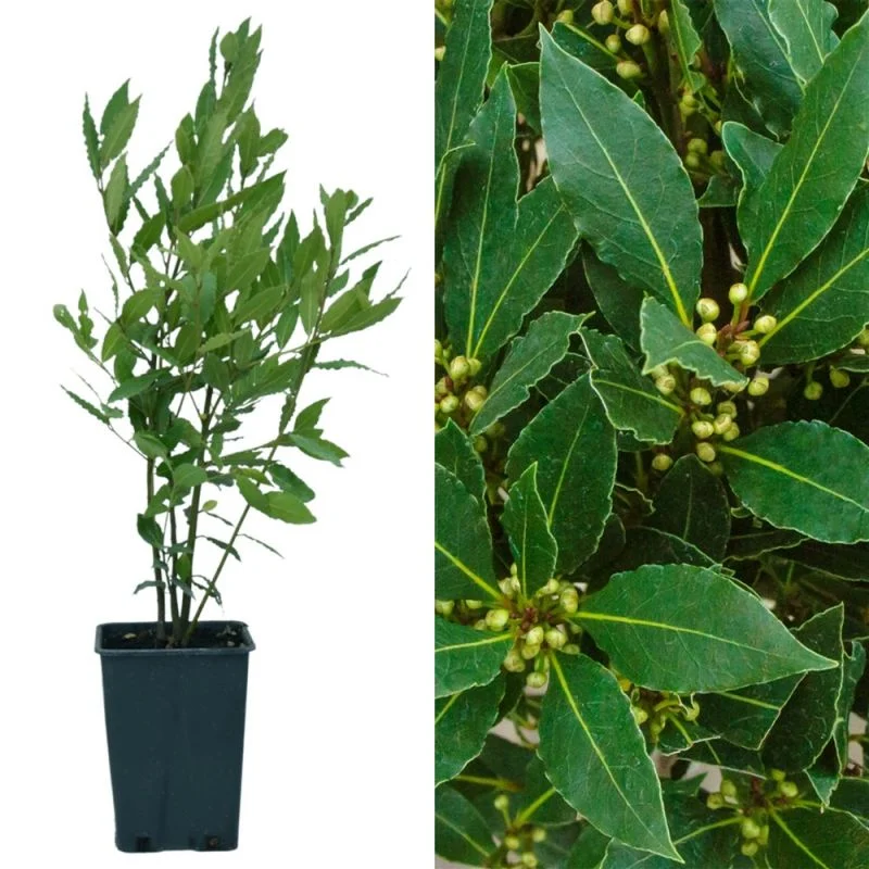 Laurus nobilis - mini alberetto - Dafin comestibil - altoit pe trunchi [3]