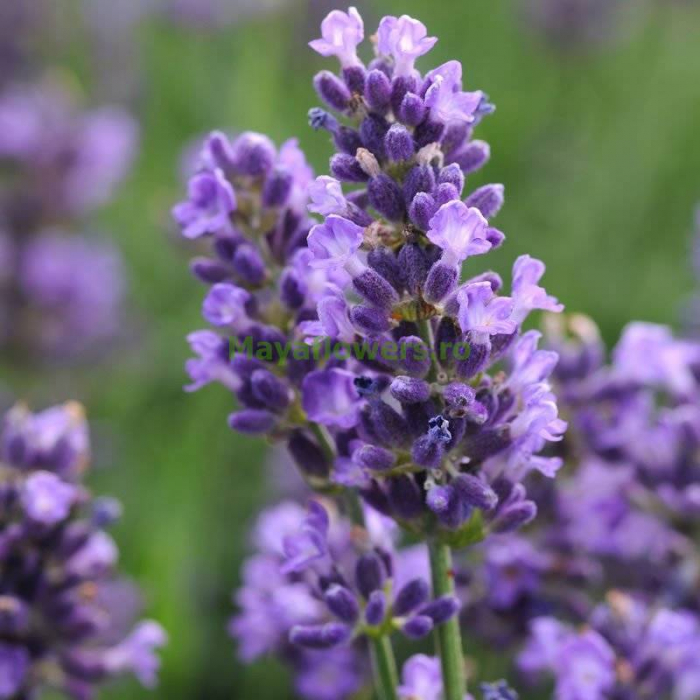 Lavandula angustifolia (spica) - Lavandă englezească [2]