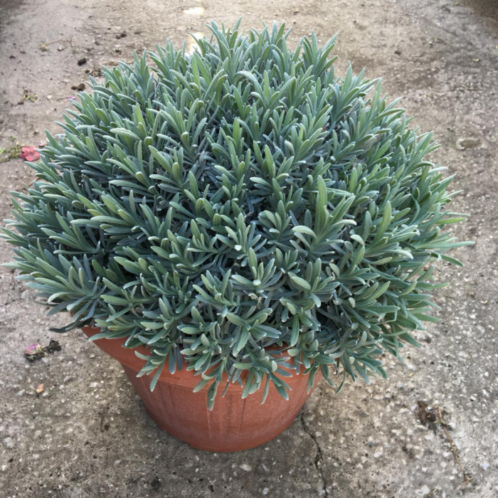 Lavandula angustifolia (spica) - Lavandă englezească [3]