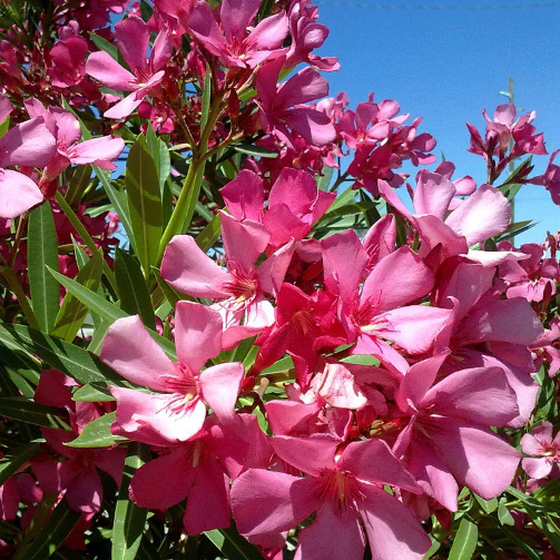 Nerium oleander - Leandru [1]
