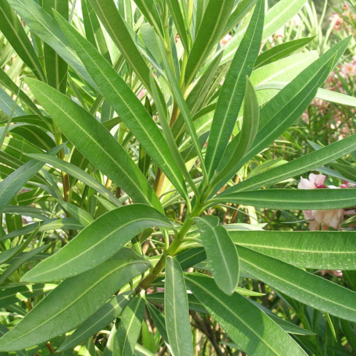 Nerium oleander - Leandru [2]