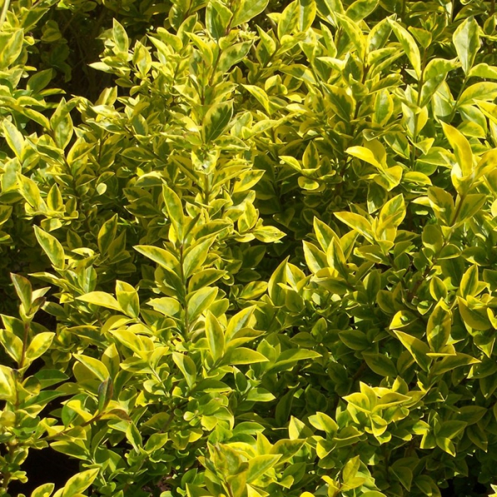 Ligustrum ovalifolium 'Aureum' - Lemn câinesc auriu [1]