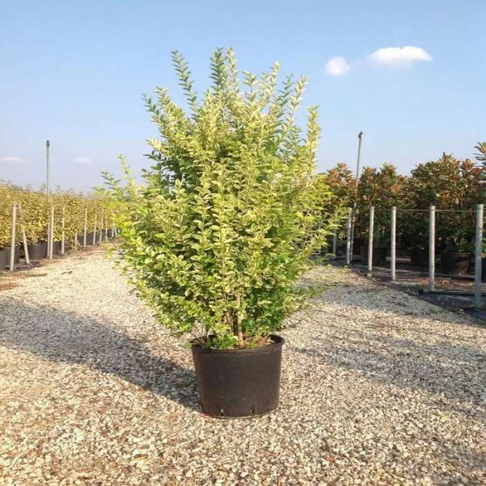 Ligustrum ovalifolium 'Aureum' - Lemn câinesc auriu [3]