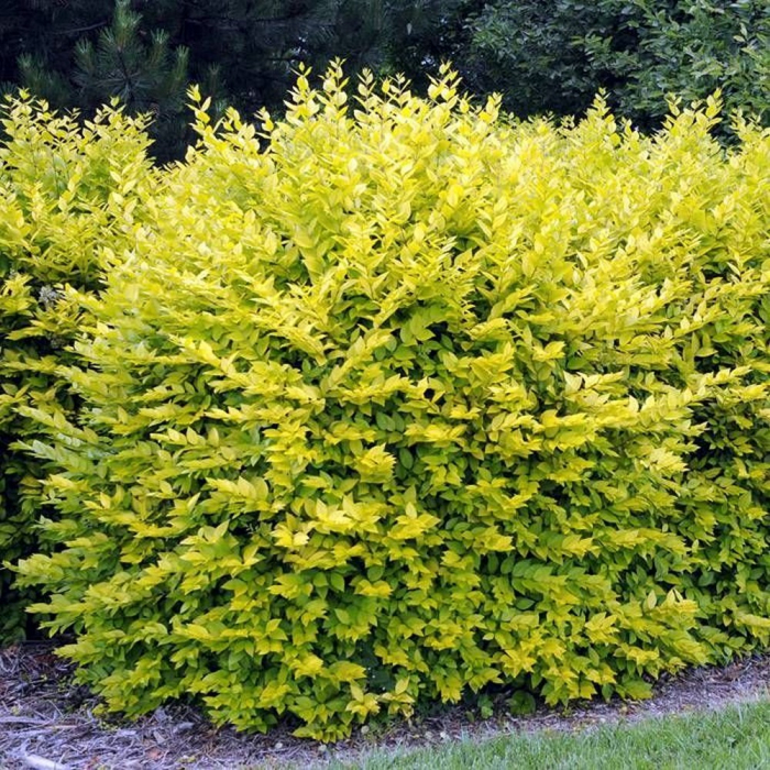 Ligustrum ovalifolium 'Aureum' - Lemn câinesc auriu [2]