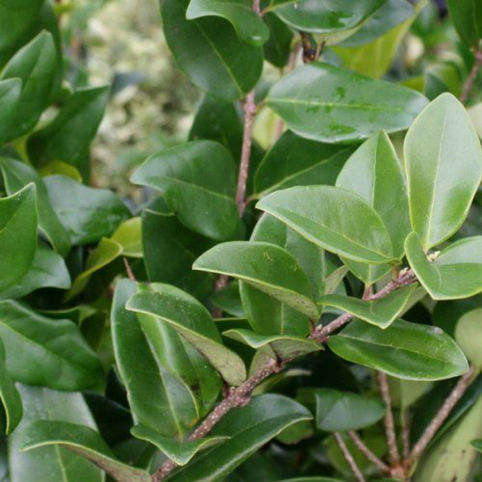 Ligustrum texanum - Lemn câinesc texan [1]