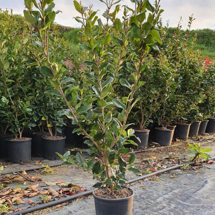 Ligustrum texanum - Lemn câinesc texan [4]