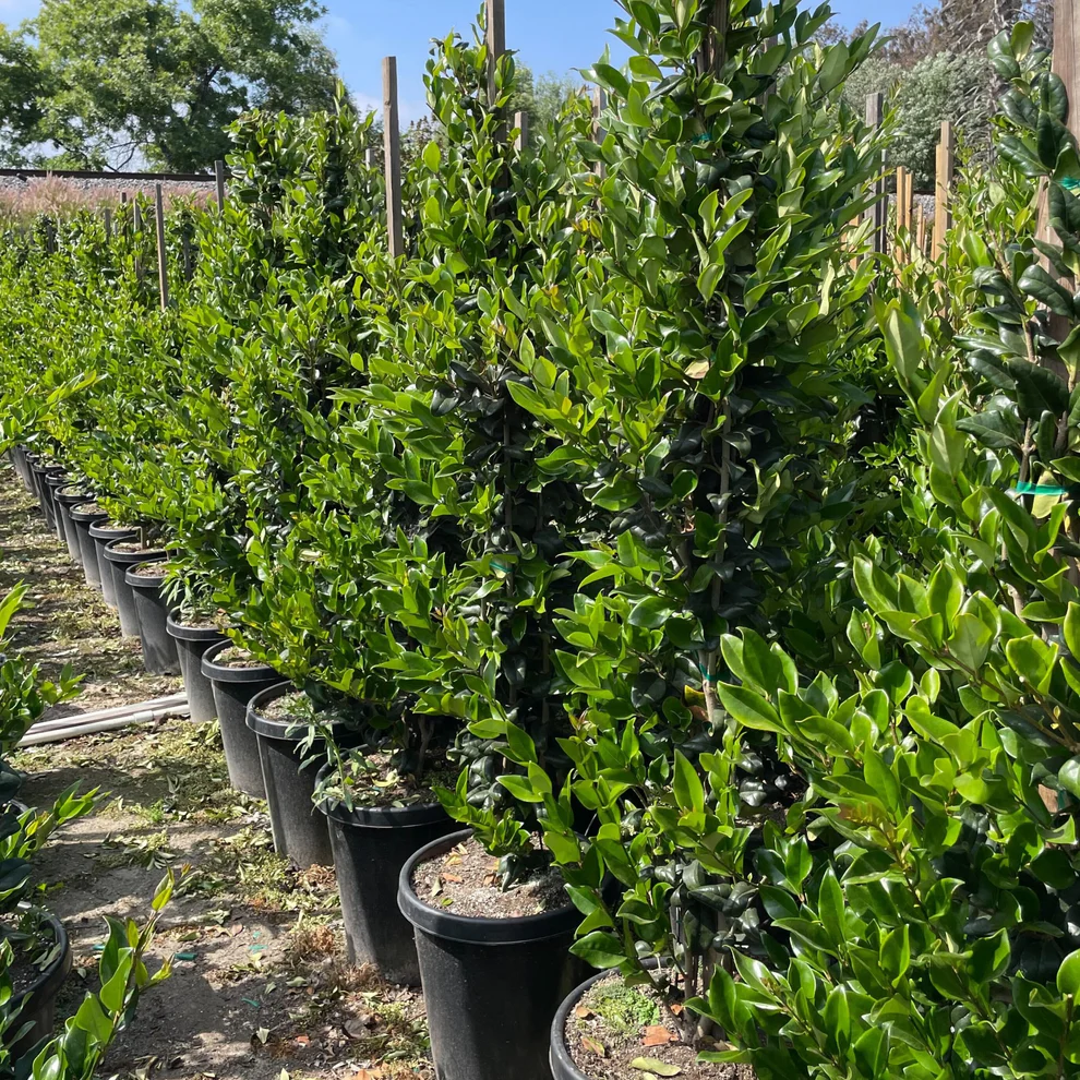 Ligustrum texanum - Lemn câinesc texan [3]