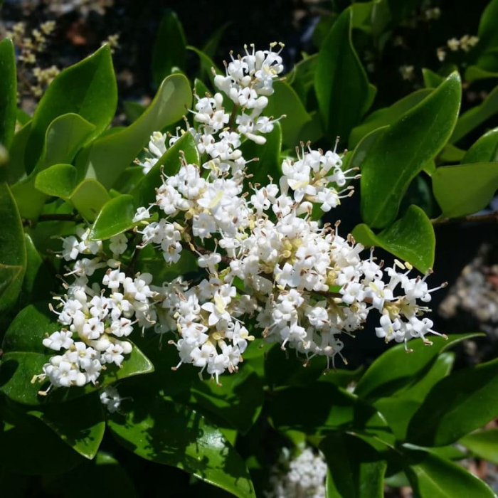 Ligustrum texanum - Lemn câinesc texan [2]