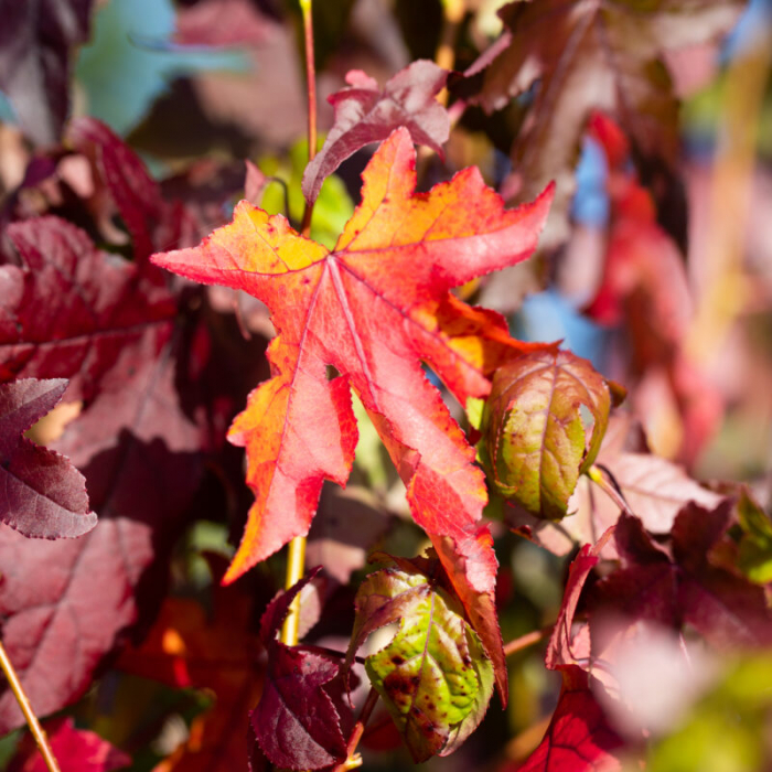 Liquidambar styraciflua - Arborele de gumă [2]