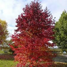 Liquidambar styraciflua - Arborele de gumă [3]