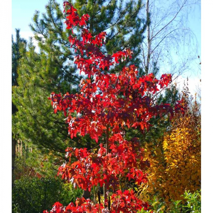 Liquidambar styraciflua - Arborele de gumă [1]