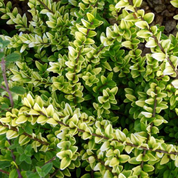 Lonicera japonica Halliana - Caprifoi / Mâna Măicii Domnului [1]