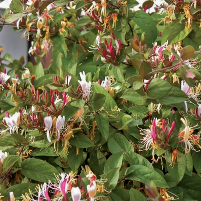 Lonicera japonica Halliana - Caprifoi / Mâna Măicii Domnului [3]