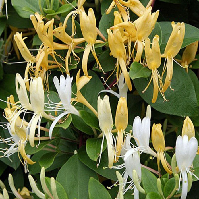 Lonicera japonica Halliana - Caprifoi / Mâna Măicii Domnului [2]