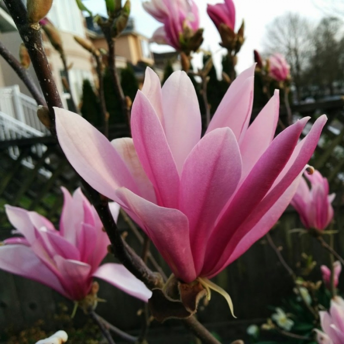 Magnolia Susan - Magnolie cu flori mov [1]
