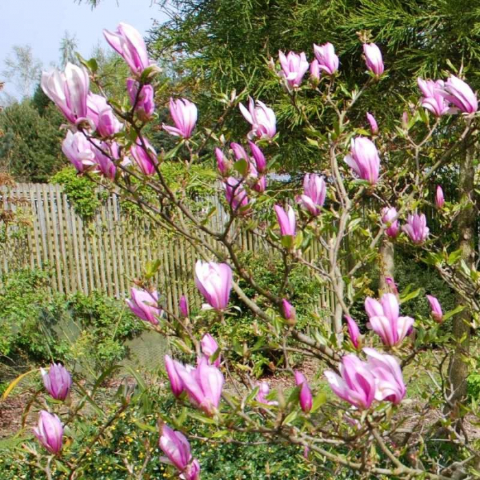 Magnolia Susan - Magnolie cu flori mov [3]