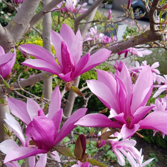Magnolia Susan - Magnolie cu flori mov [2]