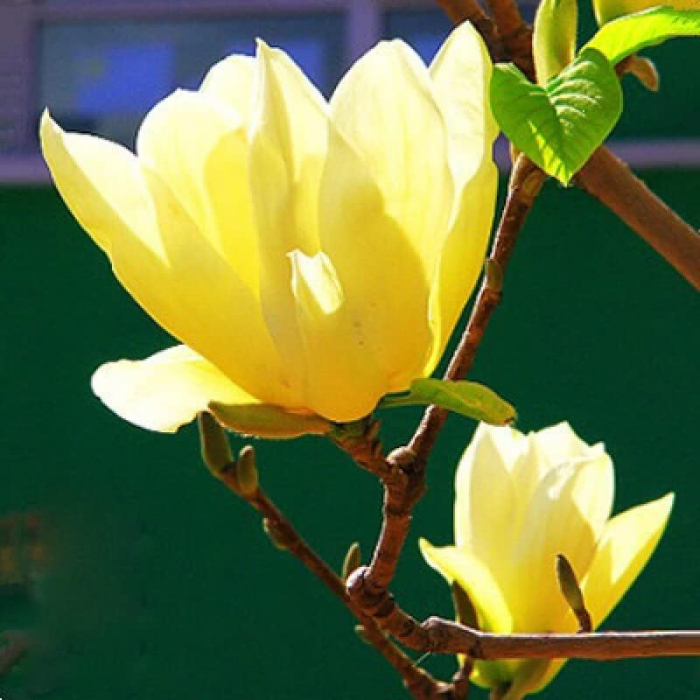 Magnolia denudata (Yulan) - Magnolia cu flori albe/galbene [1]