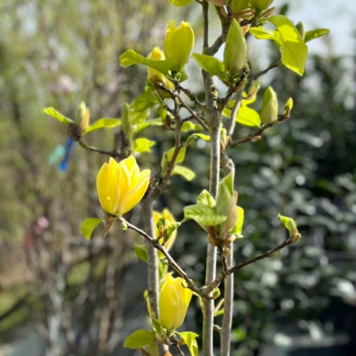 Magnolia denudata (Yulan) - Magnolia cu flori albe/galbene [3]