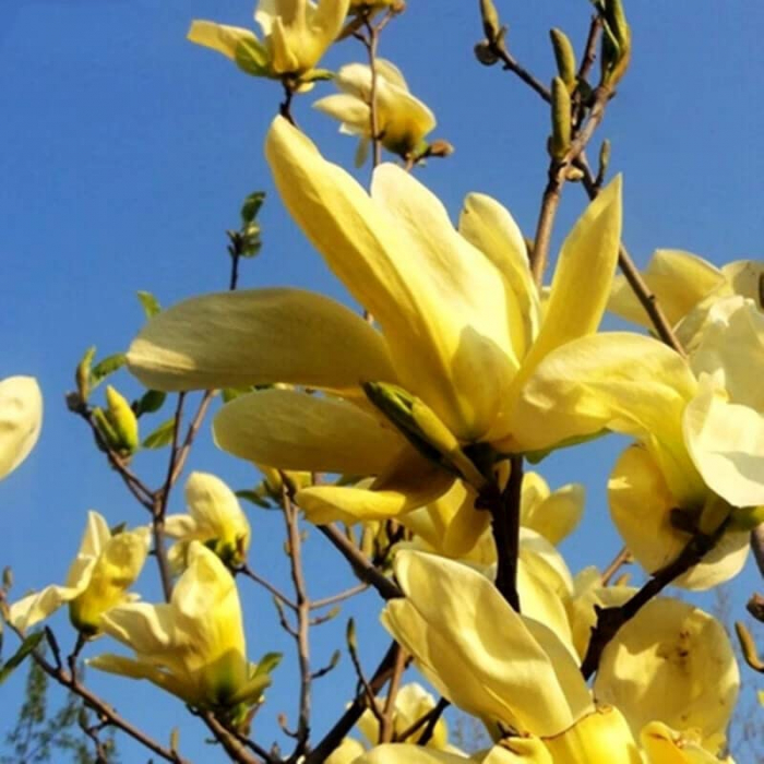 Magnolia denudata (Yulan) - Magnolia cu flori albe/galbene [4]