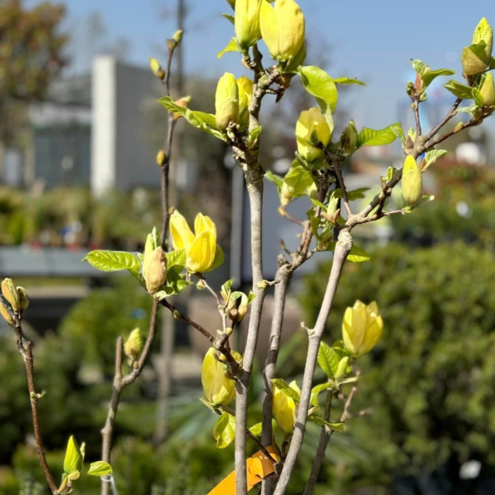 Magnolia denudata (Yulan) - Magnolia cu flori albe/galbene [5]