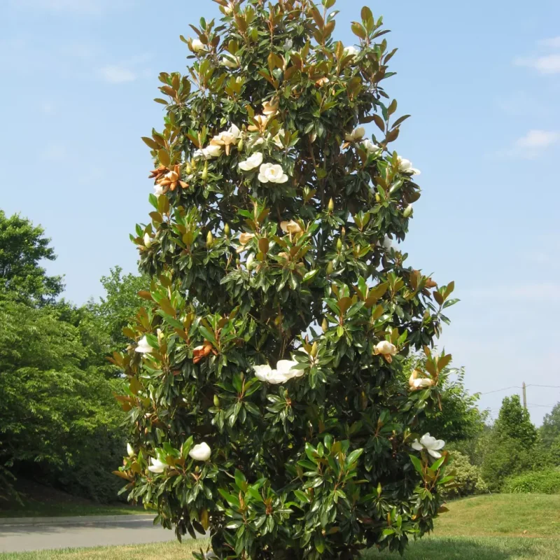 Magnolia grandiflora 'Gallisonensis'  - Magnolia cu frunze veșnic verzi [2]