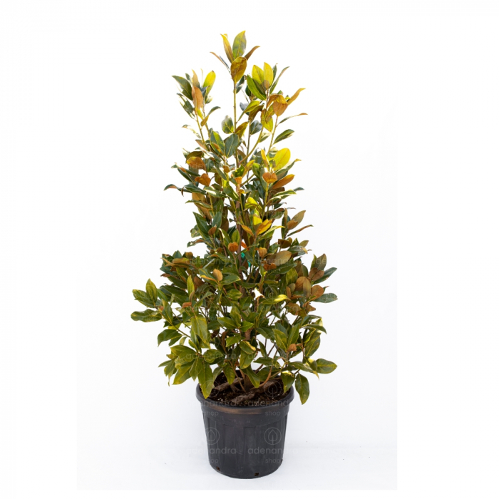 Magnolia grandiflora 'Gallisonensis'  - Magnolia cu frunze veșnic verzi [3]