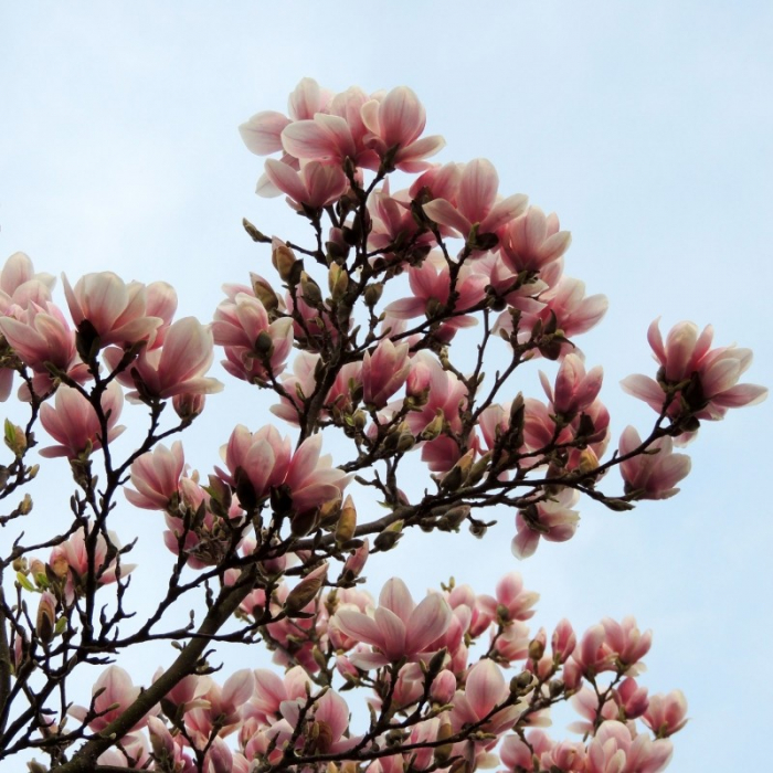 Magnolia x soulangeana - mezzo fusto - Magnolie cu flori roz - altoit pe trunchi [1]
