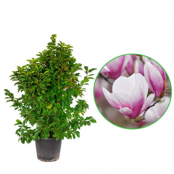 Magnolia x soulangeana - mezzo fusto - Magnolie cu flori roz - altoit pe trunchi [4]