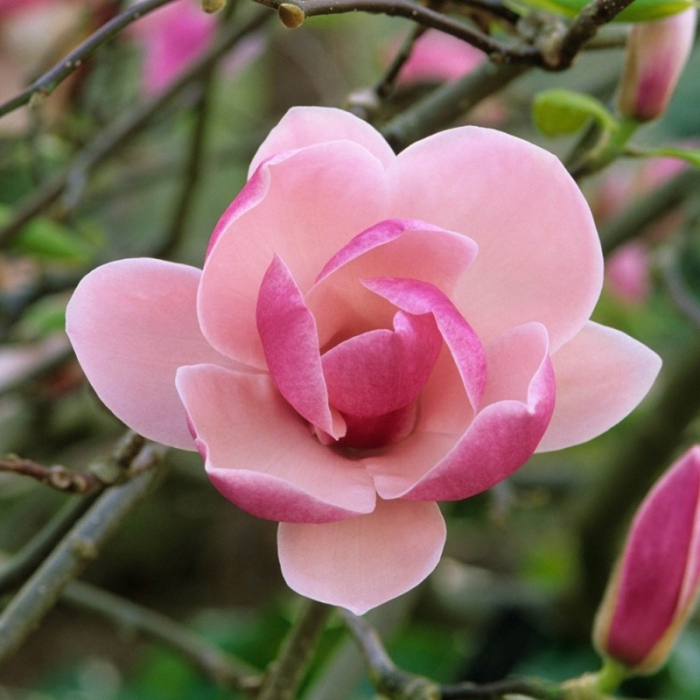Magnolia x soulangeana - mezzo fusto - Magnolie cu flori roz - altoit pe trunchi [2]