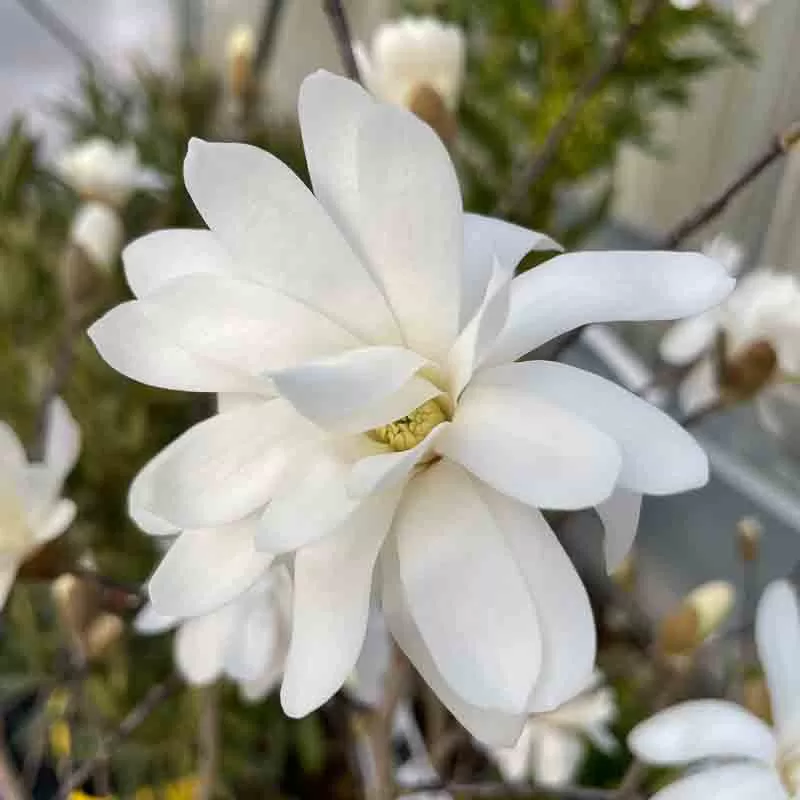 Magnolia stellata - Magnolie stelară [1]